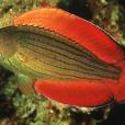 八線彩虹鸚鵡魚
