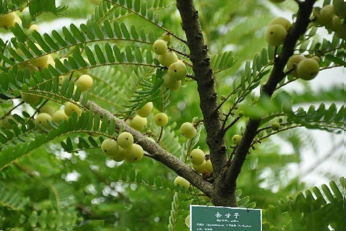 余甘子新平家系01號