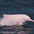 海南中華白海豚保護地