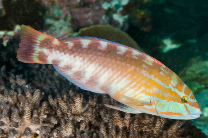 虹錦魚屬