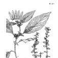 短枝香草 短枝香草