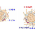 單核巨噬細胞系統