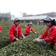 中國採茶節 中國採茶節