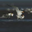 黑嘴鳥 黑嘴鳥
