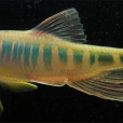 長鰭馬口魚 長鰭馬口魚