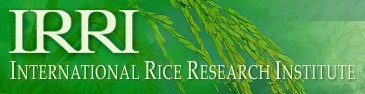 國際水稻研究所