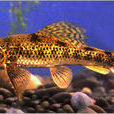 樂山棒花魚 樂山棒花魚