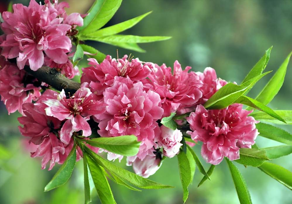 花碧桃 花碧桃