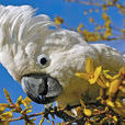 白鳳頭鸚鵡