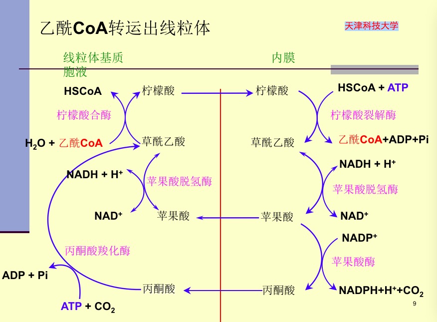檸檬酸-丙酮酸循環