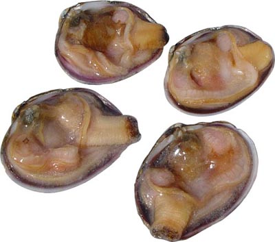 紫石房蛤