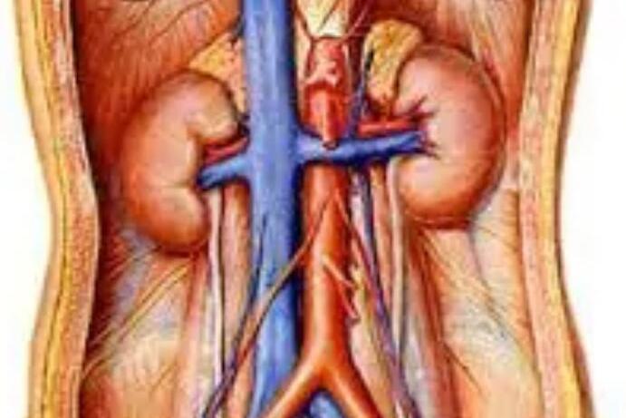腎遊走 腎遊走