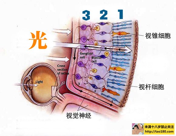 視桿細胞