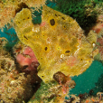 錢斑躄魚 錢斑躄魚