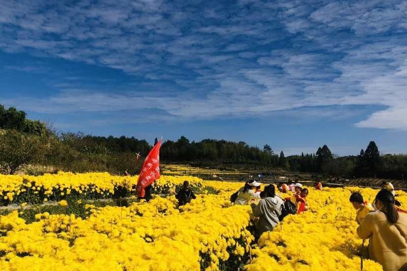 龍漈花海 龍漈花海
