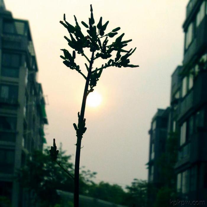 又一個早晨 又一個早晨