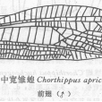 中寬雛蝗 中寬雛蝗