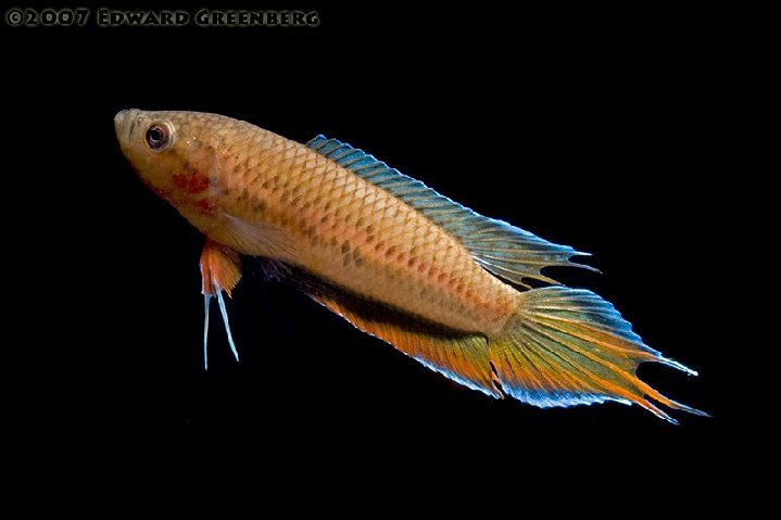 黛絲鬥魚 黛絲鬥魚