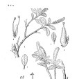 藏截苞矮柳 藏截苞矮柳