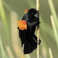 紅肩黑鳥 紅肩黑鳥