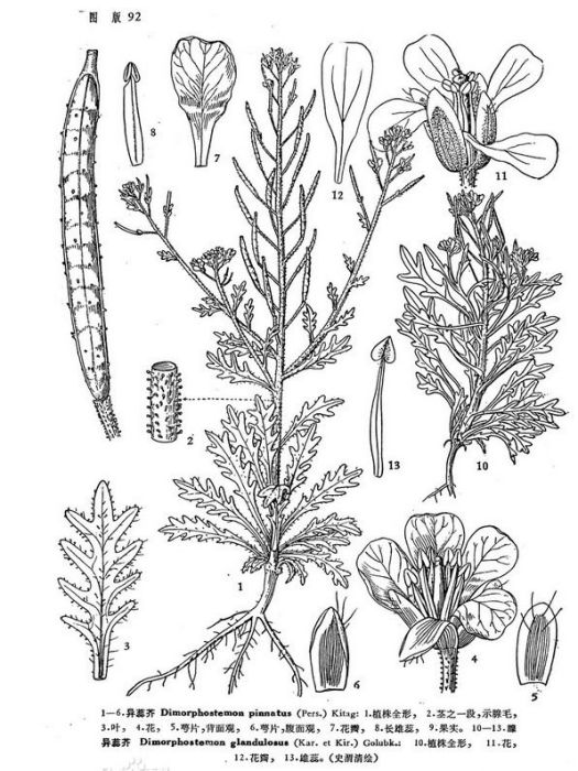 腺異蕊芥 腺異蕊芥