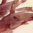 鮠魚 鮠魚