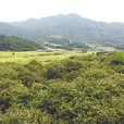 龍崗嶺古道 龍崗嶺古道