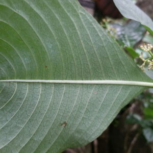 Psychotria antsalovensis