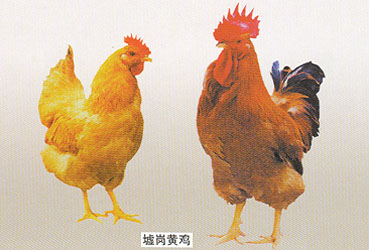 墟崗黃雞左為（母）雞，右（公）雞