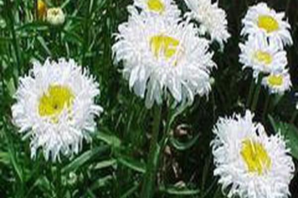 Leucanthemum × superbum \x27Crazy Daisy\x27 Leucanthemum × superbum \x27Crazy Daisy\x27