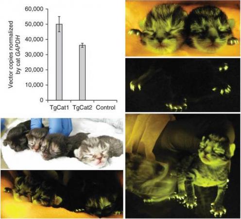據稱科學家培養出可預防愛滋病的螢光貓