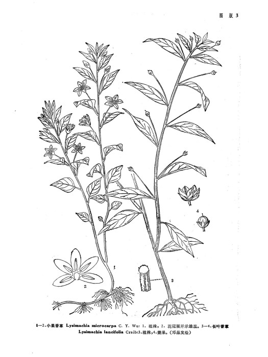 小果香草 小果香草