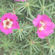 午時花(中藥) 午時花(中藥)