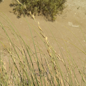 Halopyrum mucronatum