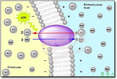 控制鈉離子出入的鈉泵的模式圖