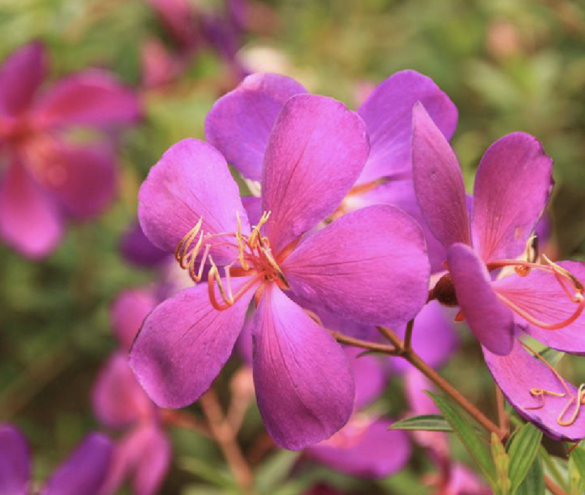艷紫蒂牡花 艷紫蒂牡花