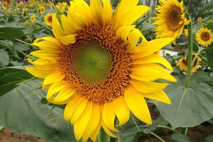 大寶葵花7 大寶葵花7