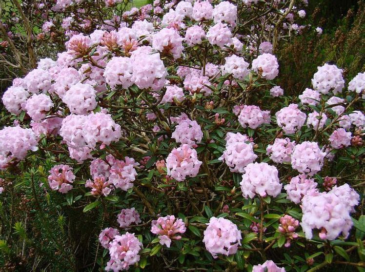 筒花杜鵑 筒花杜鵑