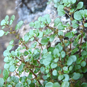 Pilea tenerrima