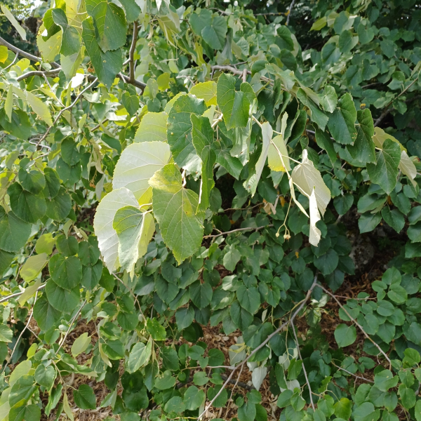 Tilia tomentosa
