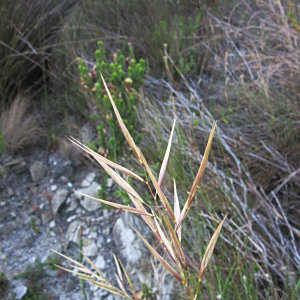 Pseudopentameris brachyphylla
