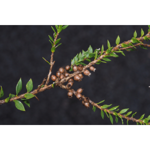 Melaleuca squamophloia