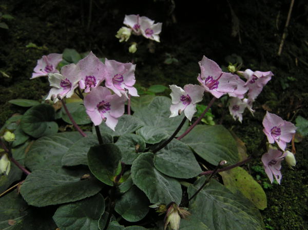 瑤山苣苔屬