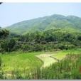 西林瓦四村 西林瓦四村
