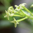 夜來香(夜香花)