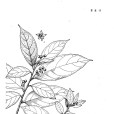 革葉鼠李 革葉鼠李