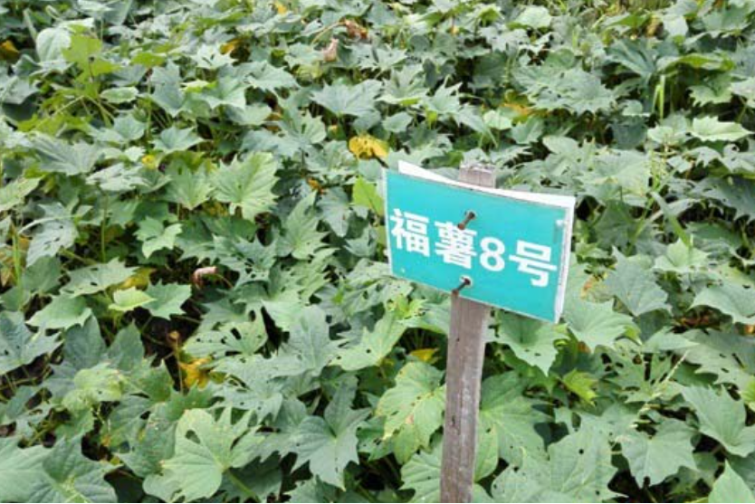 福薯8號 福薯8號