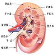 腎臟
