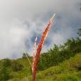 高山芒 高山芒
