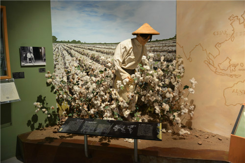 墨西卡利早期華人種植棉花